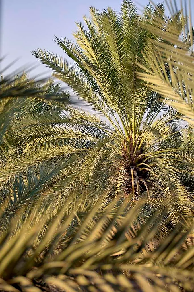 Melia Desert Palm Member Of Melia Collection Dubai Hotel